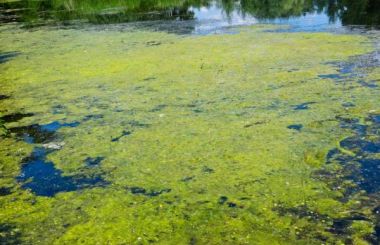 microalgae.jpg