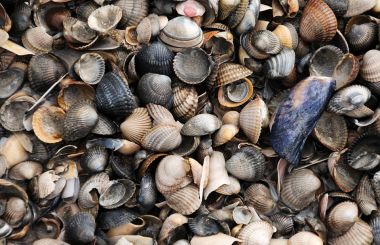 mussels.jpg